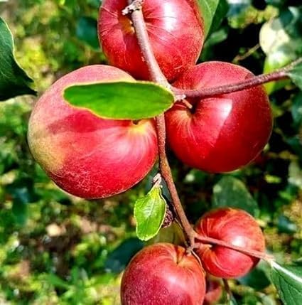 Jujube Red Sundari Apple Ber Kul Variety variety Grafted Fruit Plants & Tree (1-2 Feet Size)