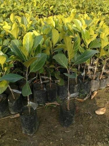 Jackfruit Thai All Season Varikka Katahal Panasa Chakka variety Grafted Fruit Plants & Tree (1.5-3 Feet Size)