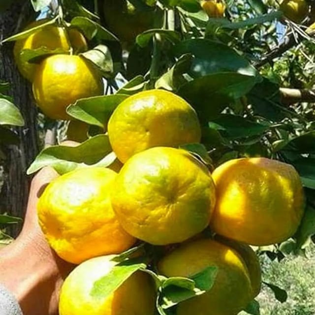 Orange Nagpur Mandarin All Time Variety santra Fruit Grafted Plant & Tree(1-2 Feet Size)