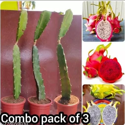 Pink Organic Premium & Elegant Dragon Fruit Plant (8 To 10 Inch) (Pack Of 3)