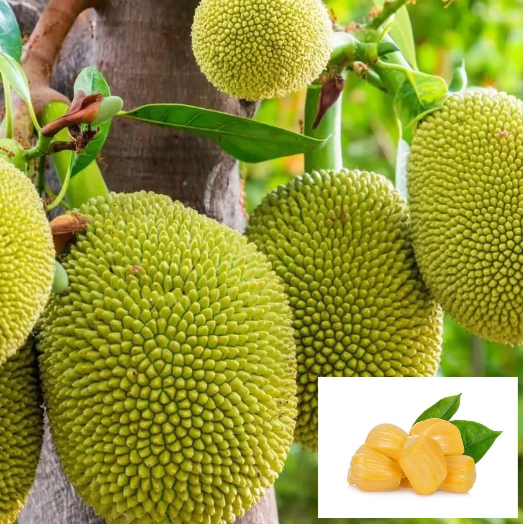 All Time Jack Fruit Katahal Grafted Plant (1.5-3 Feet Height)