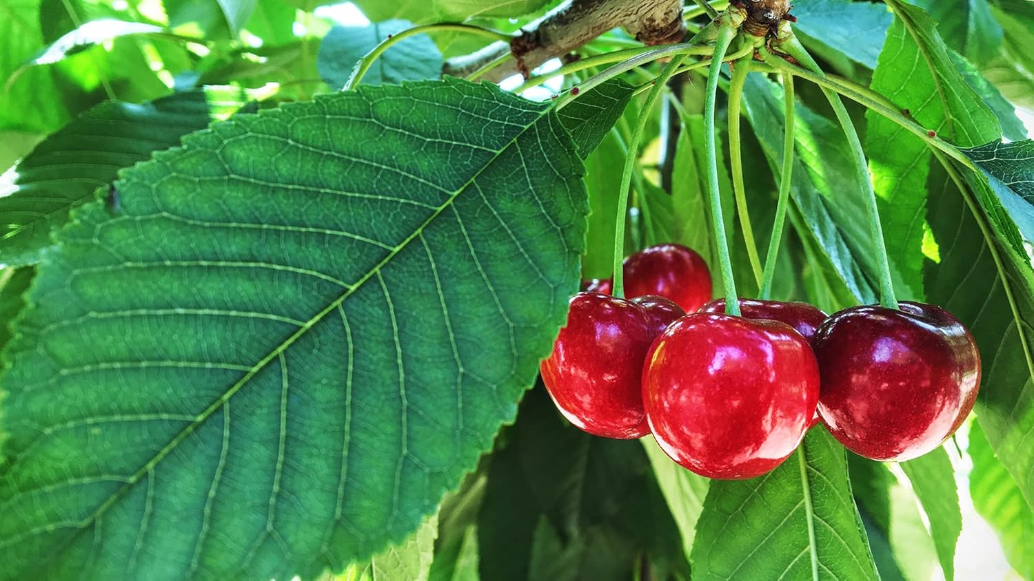 Barbados Cherry Apple Cherries Variety Fruit (Air Layering/Grafted) Plants & Tree