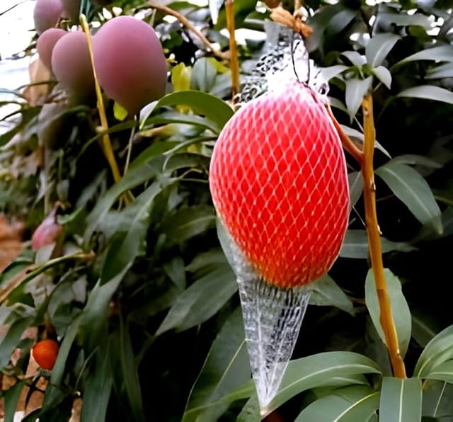 King Mango Miyazaki Egg of Sun Taiyo No Tamago Variety Grafted Aam Fruit Plants & Tree(1.5-3 Feet Size)