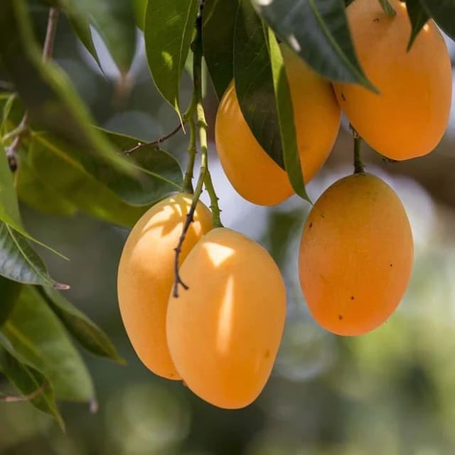 Ratnagiri Alphonso Mango Plant Grafted (Height 2-3 Feet)