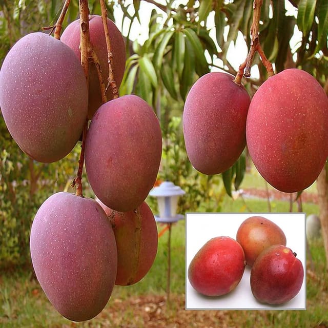 American Red Palmar Variety Grafted Mango Aam Fruit Plant & Tree(1.5-3 Feet Size)