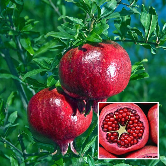 Granada Pomegranate Anar Layering/Grafted Fruit Plant (1.5-3 Feet Height) - The Nursery Live