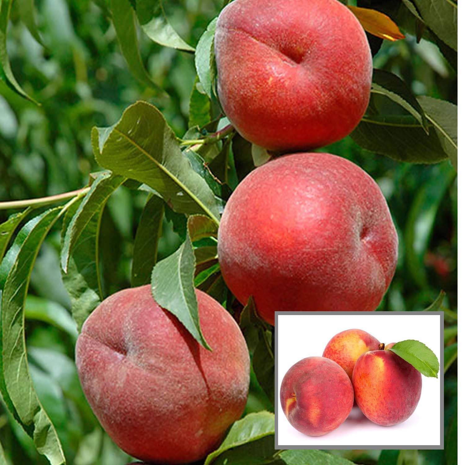 Floridaprince Peach Grafted Fruit Plant (2-3 Feet Height) - The Nursery Live