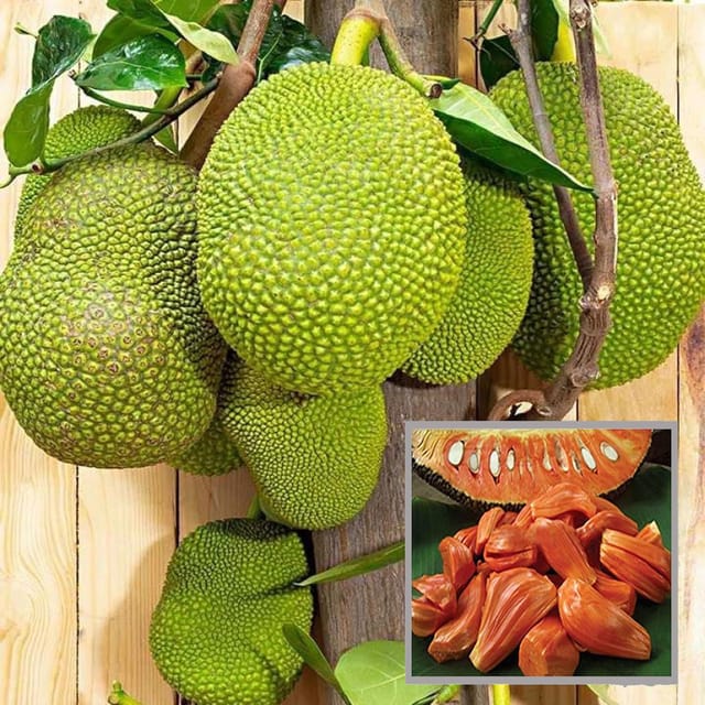 Red Sindoor Siddu Jackfruit Panasa Varikka Katahal Chakka Grafted Fruit Plant (1.5-3 Feet Height) - The Nursery Live
