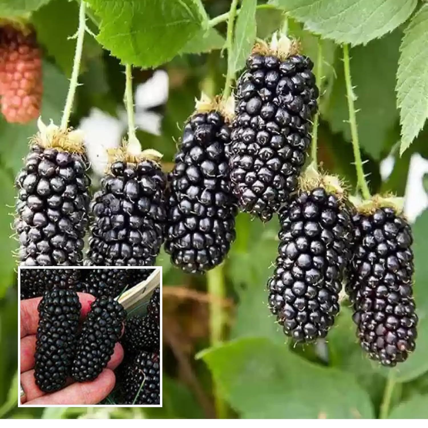 Blackberry Climbing Fruit Plant - The Nursery Live