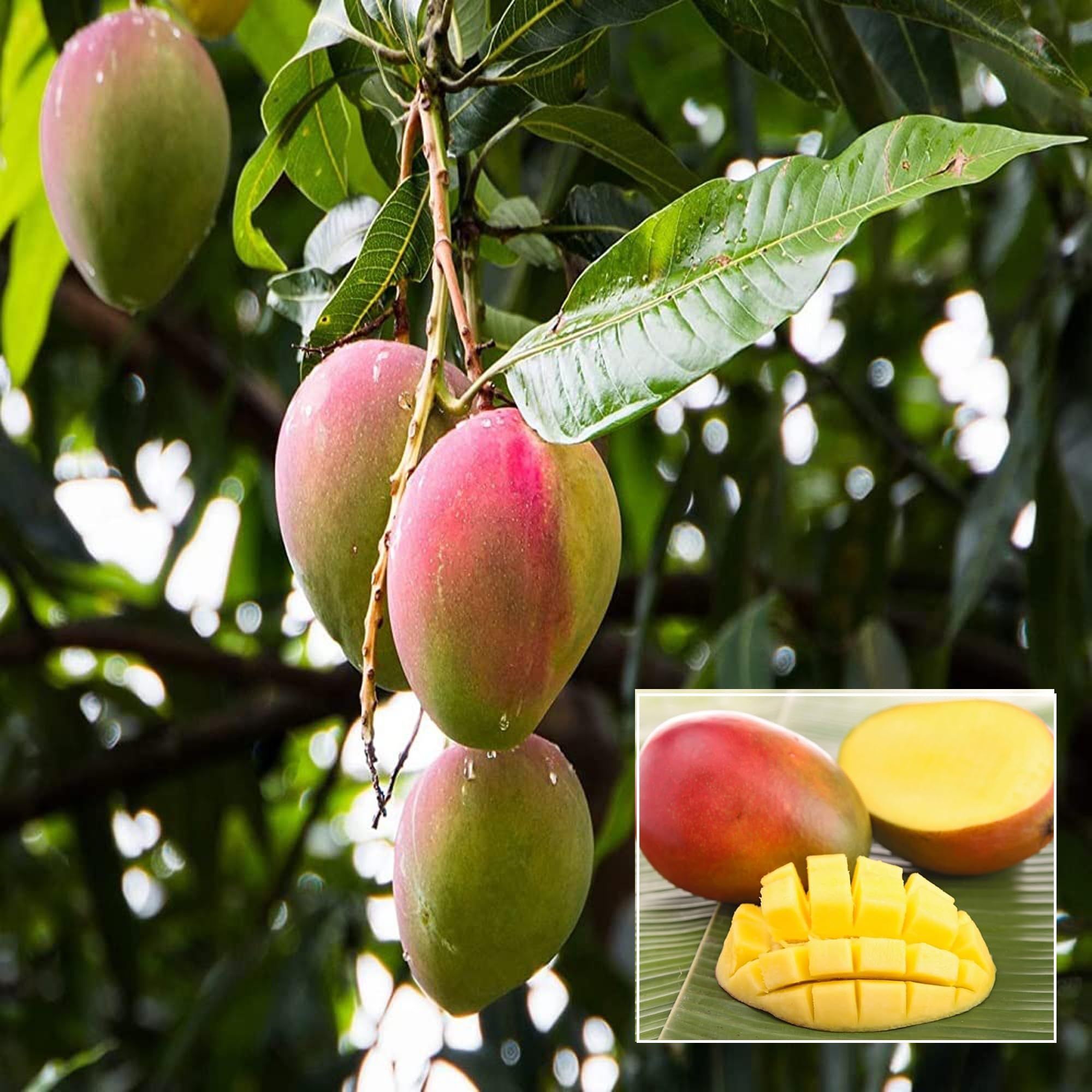 Sindhu Seedless Mango Aam Grafted Fruit Plant (1.5-3 Feet Height) - The Nursery Live