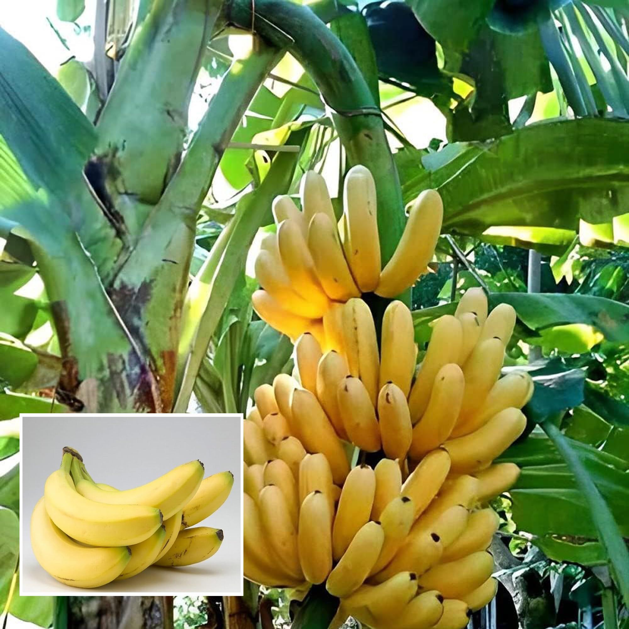Singapuri Banana Tissue Caltured Fruit Fruit Plant (1.5-2 Feet Height) - The Nursery Live