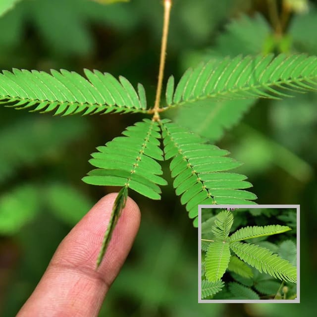 Lajjabati Sensitive Shameplant Chui Mui Plant (1.5-3 Feet Height) - The Nursery Live