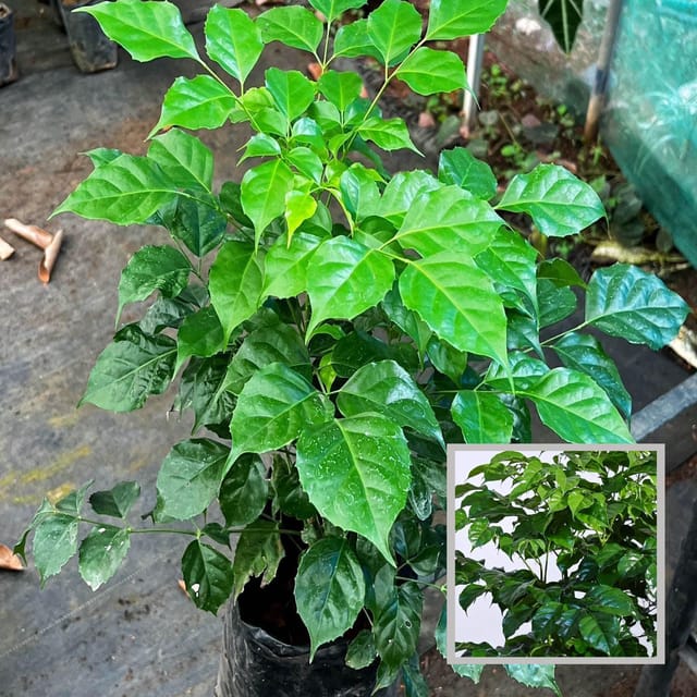 China Doll Ornamental Plant (1.5-3 Feet Height) - The Nursery Live