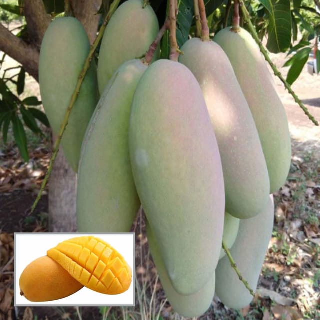 3 Taste Three Taste Mango Aam Grafted Fruit Plant (1.5-3 Feet Height) - The Nursery Live