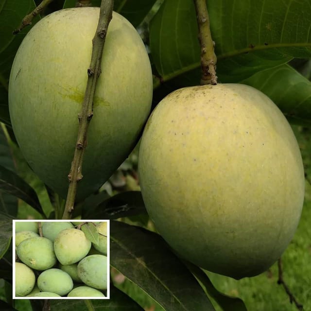 Bangladesh Haribhanga Mango Aam Grafted Fruit Plant (1.5-3 Feet Height) - The Nursery Live