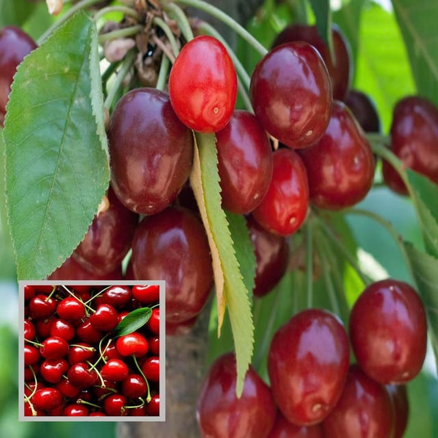 Apple Cherry Original Grafted Fruit Plant (1.5-3 Feet Height) - The Nursery Live