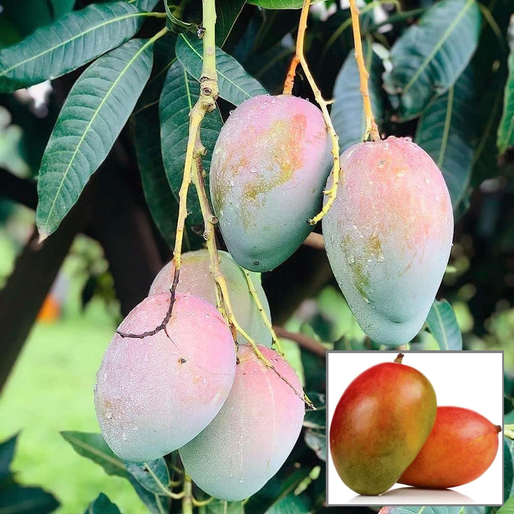 Pusa Arunima Mango Aam Grafted Fruit Plant (1.5-3 Feet Height) - The Nursery Live
