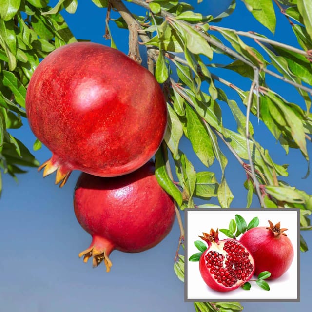 Israeli Rimon Pomegranate Anar Layering/Grafted Fruit Plant (1.5-3 Feet Height) - The Nursery Live