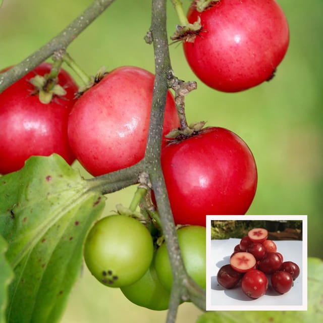 Lovi-lovi Fruit Plant (1.5-3 Feet Height) - The Nursery Live