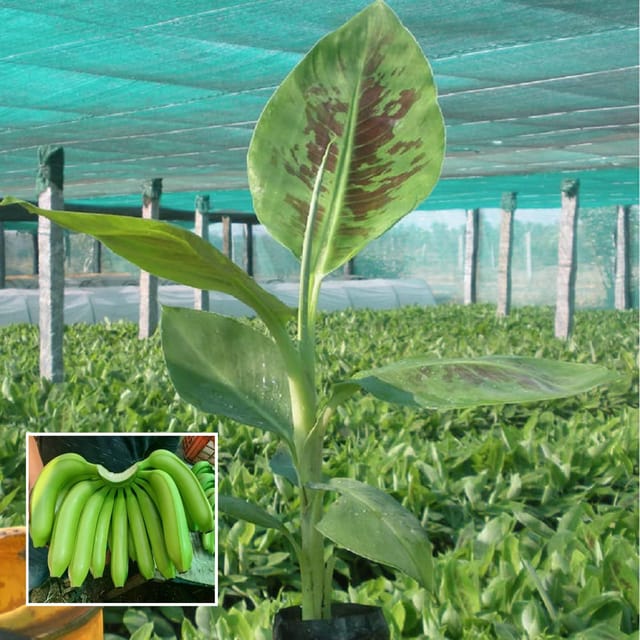 Grand Naine G9 Banana Tissue Cultured Fruit Fruit Plant (1.5-2 Feet Height) - The Nursery Live
