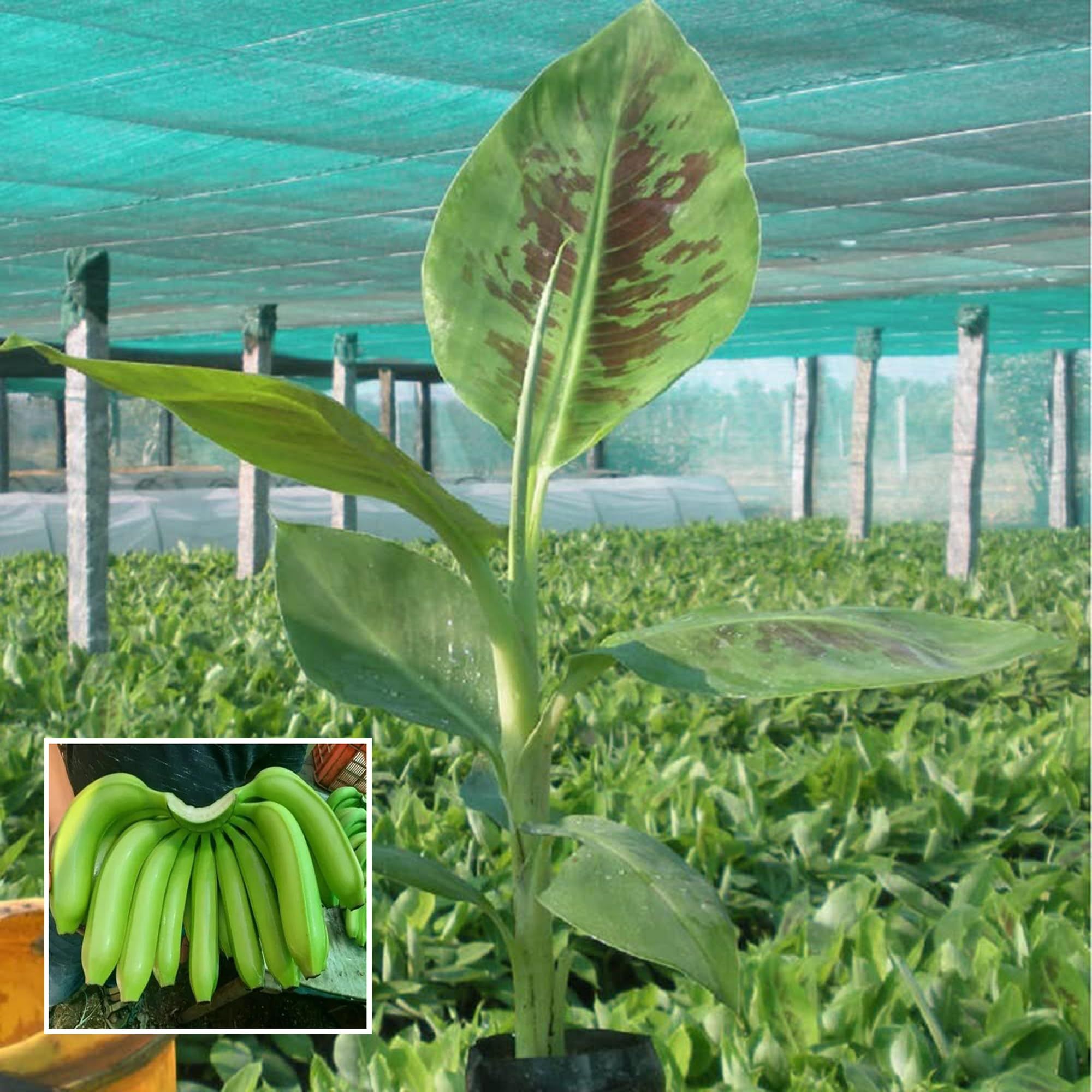 Grand Naine G9 Banana Tissue Cultured Fruit Fruit Plant (1.5-2 Feet Height) - The Nursery Live