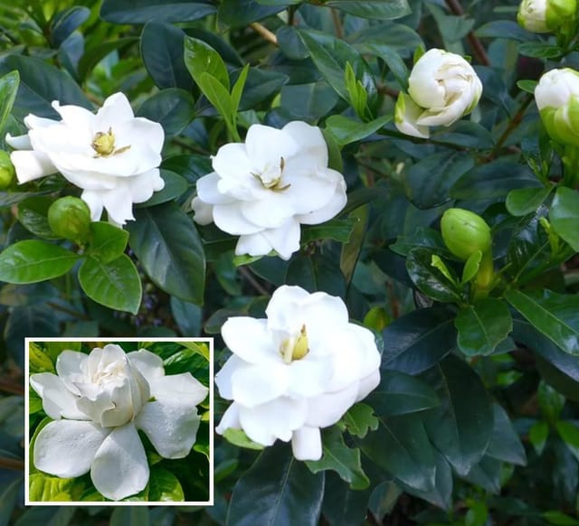 Gardenia Gandharaj Cape Jasmine Highly Fragrant Shrubs Flower Plant (1-2 Feet Height) - The Nursery Live