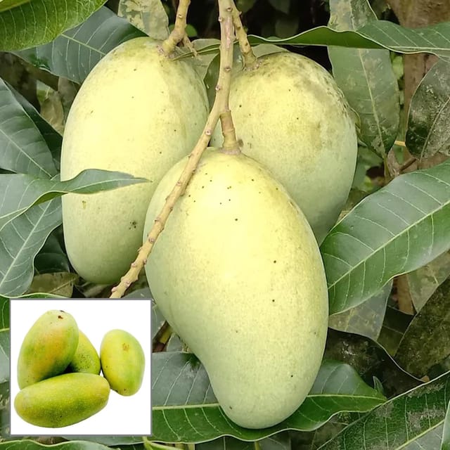 Vastra All time Mango Aam Grafted Fruit Plant (1.5-3 Feet Height) - The Nursery Live