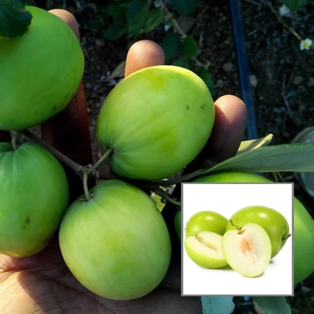 B U Green Apple Ber Jujube Kul Grafted Fruit Plant (1-2 Feet Height) - The Nursery Live