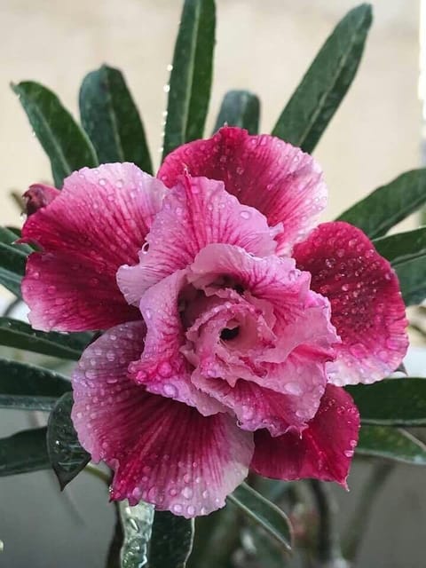 Rosey Variety Adenium  Obesum Desert Rose Grafted Flowers Plant-P3 - The Nursery Live