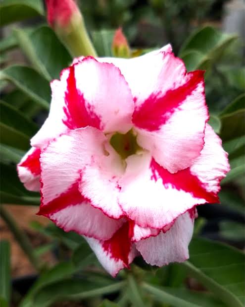 Rosey Variety Adenium Obesum Desert Rose Grafted Flowers Plant -P17 - The Nursery Live