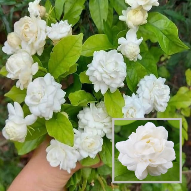 Bel Arabian Jasmine Fragrant Flower Plant (1-2 Feet Height) - The Nursery Live
