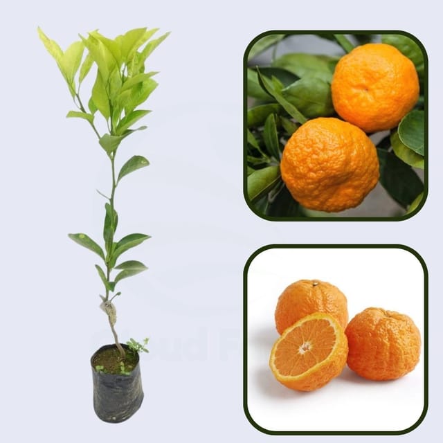 Citrus Gold Orange Grafted Healthy Fruit Plant