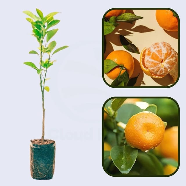 Citrus Sunrise Elite Orange Grafted Healthy Fruit Plant