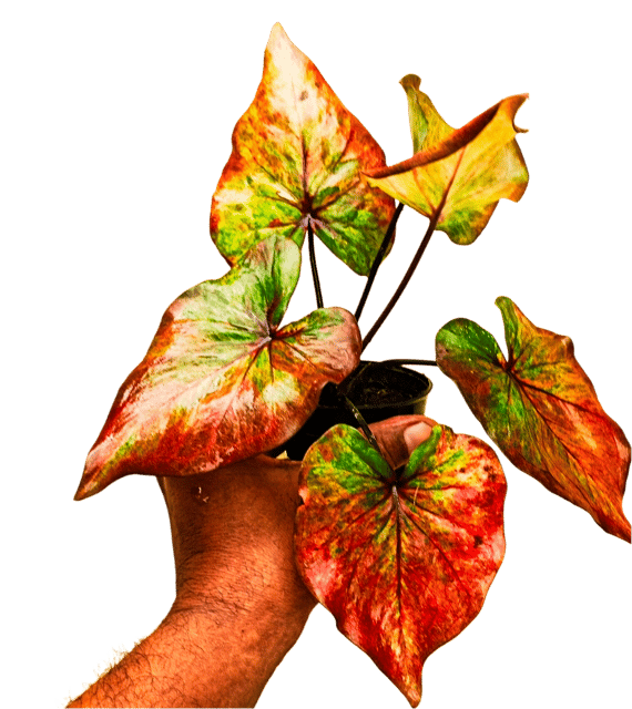 HYBRID IMPORTED THAI VARIETY CALADIUM PACK OF ONE