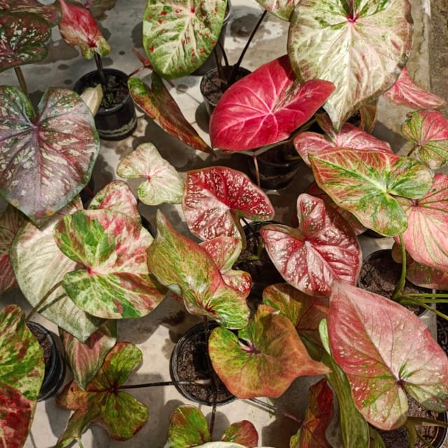 HYBRID IMPORTED THAI VARIETY CALADIUM PACK OF ONE