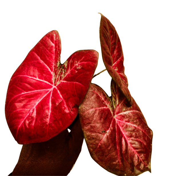 COLORFUL FOLIAGE PLANT IMPORTED PACK OF ONE CALADIUM