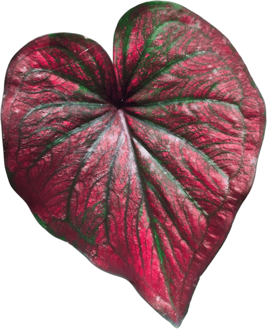 Thai Imported Caladium Plant - Exotic Rare Ornamental Foliage Plant | Vibrant Multicolour Leaves