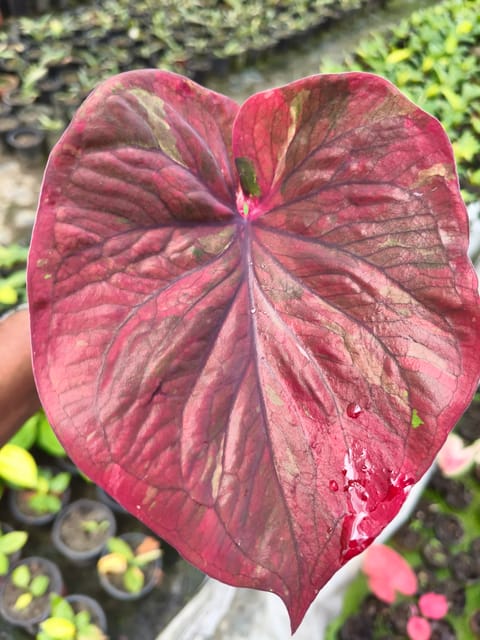 Thai Imported Caladium Plant - Exotic Rare Ornamental Foliage Plant | Vibrant Multicolour Leaves
