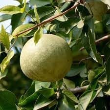 Thai Wood Apple (Beal) Fruit Layering/Grafted  Plant (Height 1.5-2 Feet) Leaves Used In Puja Rituals,Hi Ndu Culture, Offered To Lord Shiva. Fruits Sweet-Aromatic,1 Plant For Home Garden