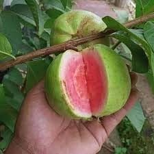 Pink Lalit Lalitha Guava Amrood Layering/Grafted Fruit  Plant (Height 1.5-2 Feet) Fruit After 1Year, Flavor;Sweet With Mild Acidity; Rich, Pleasant Aroma, 1Healhty Plant For Home Garden