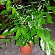 Zxxyabi " Tej Patta (Cinnamomum Tamala), Indian Bay Leaf, Tamal Patra, Malabar Leaf Spice  Plant (Height 1.5-3 Feet) Hybrid Varitey (1 Healthy  Plant) For Home Garden Outdoor  Tree