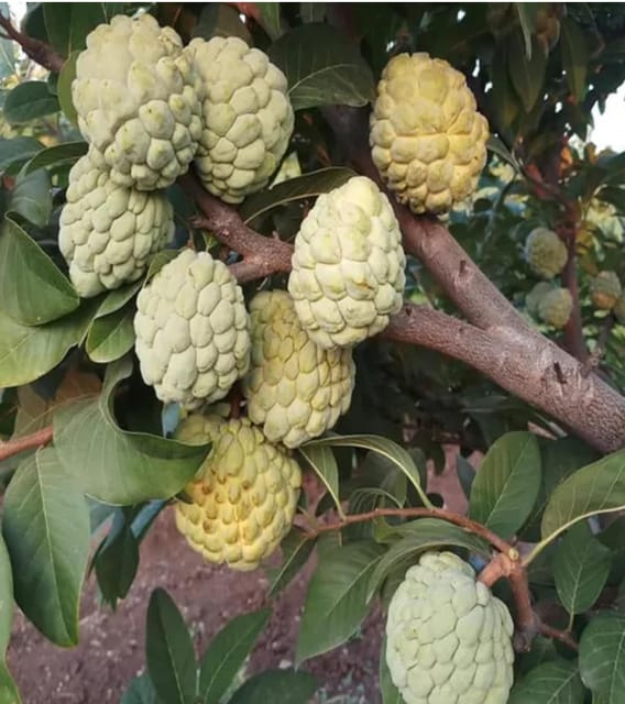 Rare Super Golden Sugar Custard Apple Grafted Fruit  Plant (Height 1.5-2 Feet), Sugar Apple, Golden Sweetsop All Season Organic (1 Healthy Plant) For Home Graden Outdoor  Tree