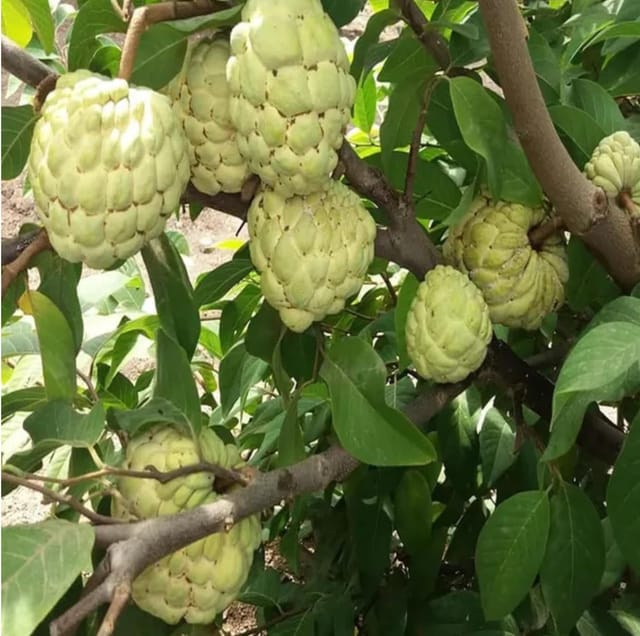 Rare Super Golden Sugar Custard Apple Grafted Fruit  Plant (Height 1.5-2 Feet), Sugar Apple, Golden Sweetsop All Season Organic (1 Healthy Plant) For Home Graden Outdoor  Tree