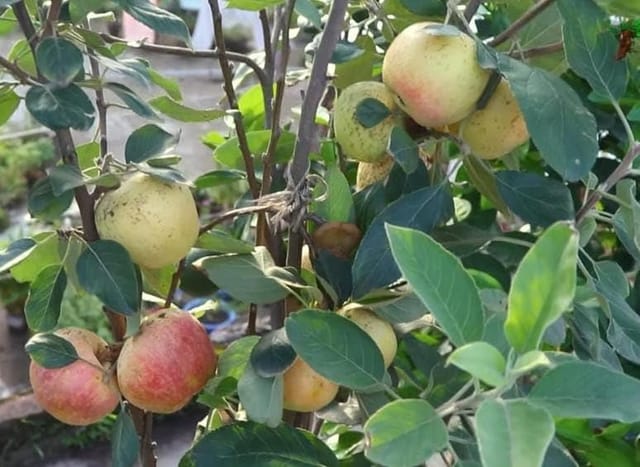 Harimon 99 Low Chill Trppical Apple Grafted Fruit  Plant (Height 1.5-2.5 Feet) Hrmn-99 Apple Fruit After 8-10 Month, Smooth Skin, Sweet Extremely Juicy Taste For Home Garden