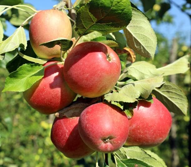 Harimon 99 Low Chill Trppical Apple Grafted Fruit  Plant (Height 1.5-2.5 Feet) Hrmn-99 Apple Fruit After 8-10 Month, Smooth Skin, Sweet Extremely Juicy Taste For Home Garden