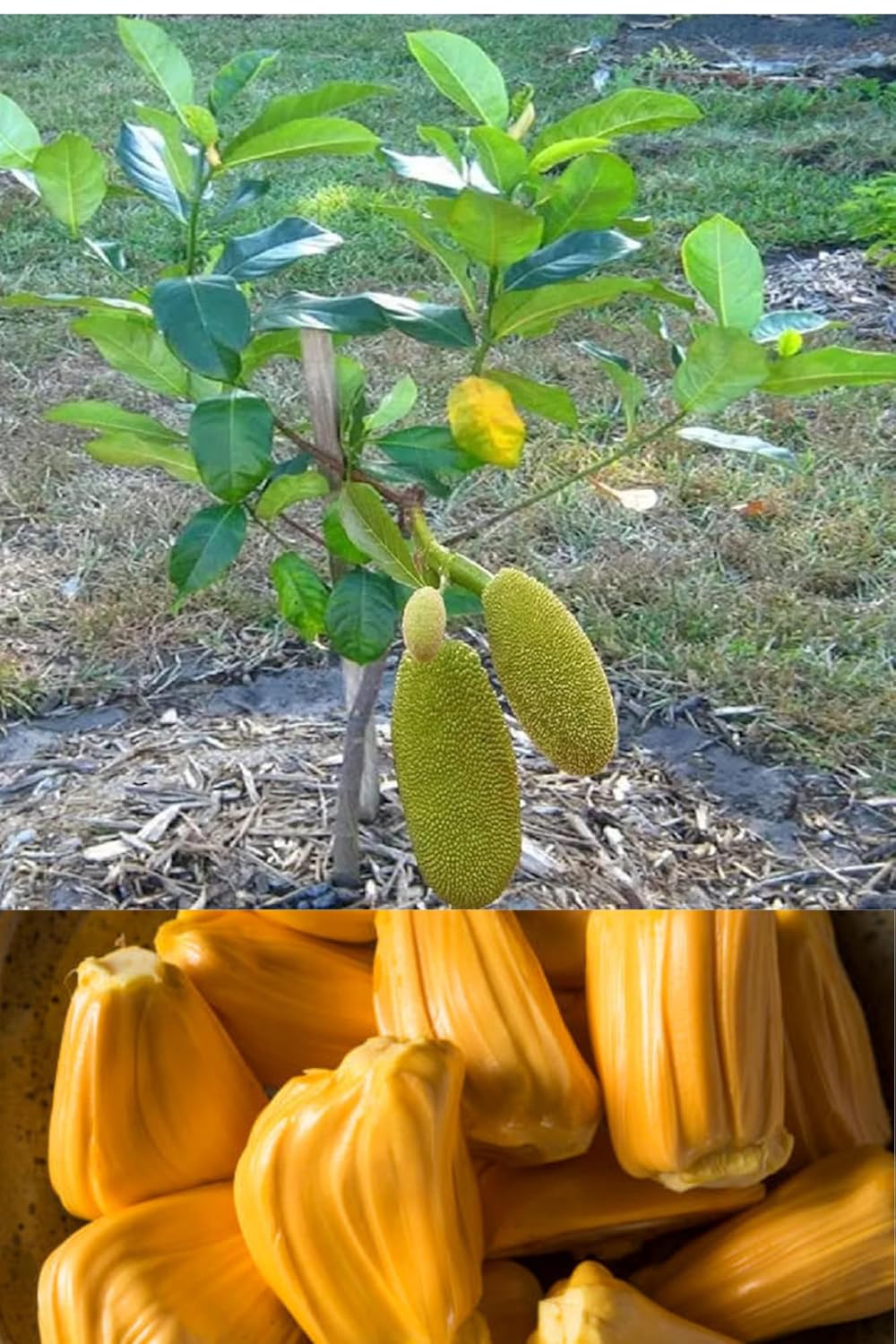 Thai All Season Jackfruit Panasa Varikka Katahal Chakka Grafted Fruit Plant (Height 1.5-2 Feet) Flesh Organic Hybrid Varieties Fruit Tree (1 Heathy Plant) Outdoor Fruit Tree