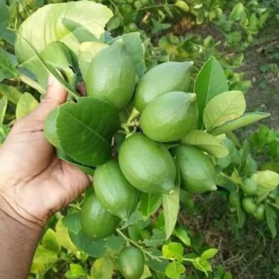 All Time Kagaji Lemon/Nimbu Fruit Plant (Height 1-2 Feet) Lemon Orignal Hybrid Layering/Grafted Fruit Plant| Strong Tangy Flavor|Home Garden