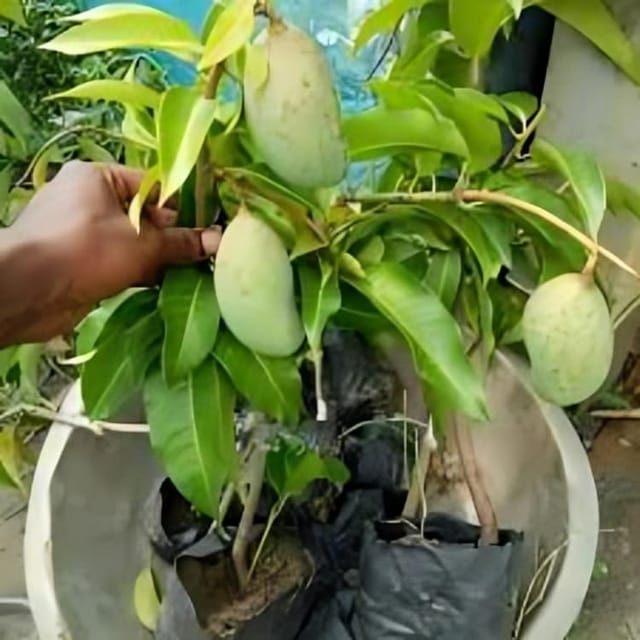 Thai All Time Baramasi Mango Aam Grafted Fruit  Plant (Height 1.5-2.5 Feet) Hybrid All Season Variety After Fruit 6 Month (12-Month Mango) Sweet, Mildly Tangy Taste, For Home Garden
