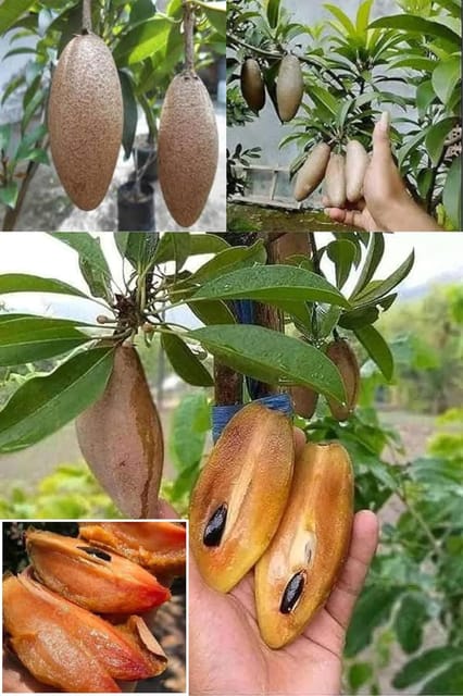 Thai Banana Long Chikoo Sapota Grafted Fruit  Plant (Height 1.5-2.5 Feet) Fruits After 1Year,Soft, Grainy, Reddish-Brown, Very Sweet, With A Rich Flavor 1 Healthy Plant For Home Garden