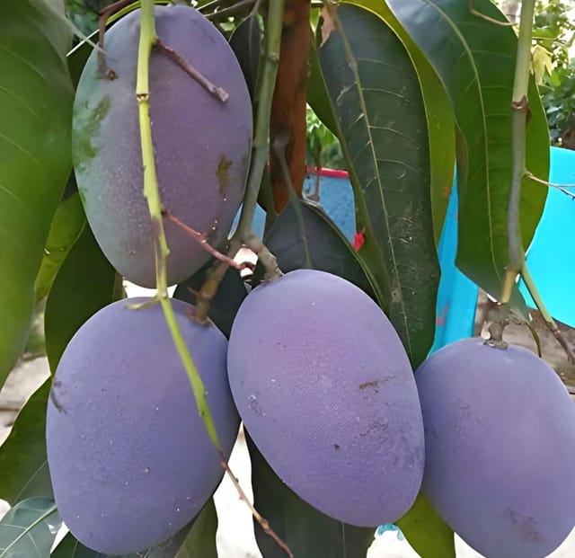 Miazaki Blue Mango Fruit Aam  Plant (Height 1.5-2 Feet) A Rare And Exotic Variety Hybrid Grafted Plant Teast: Sweet, Aromatic, And Fiberless Pulp(1 Healthy  Mango) For Home Graden